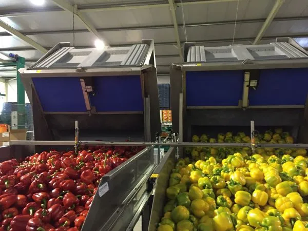 conveyor belts for fruits and vegetables