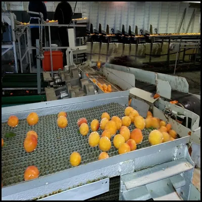 Conveyor Belt for Food Processing